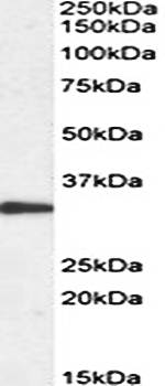 Goat anti-PCNA (aa111-122) Antibody