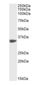 Goat anti-PCNA (aa111-122), Biotinylated Antibody