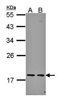 PCNP antibody