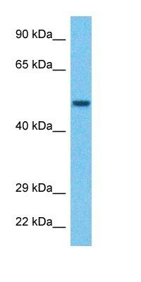 PCOC1 antibody