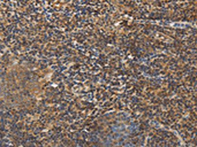 PCP4 Antibody