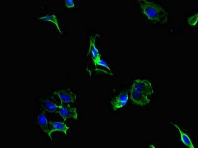 PCSK5 Antibody