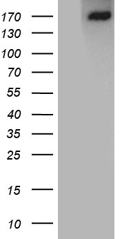 PCTAIRE2 Antibody