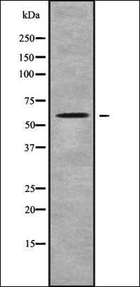 PCTK2 antibody