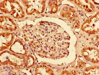 PCTP Antibody