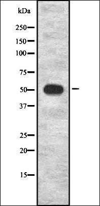 PCYOX1 antibody