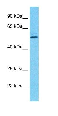 PCYOX1L antibody