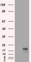 PD-L1 Antibody