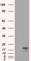 PD-L1 (CD274) antibody