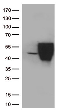 PD L2 (PDCD1LG2) antibody