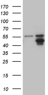 PD L2 (PDCD1LG2) antibody