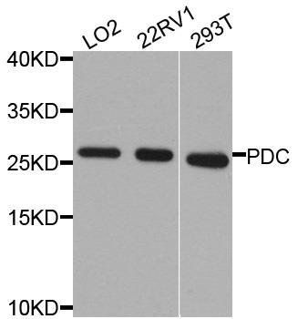 PDC antibody