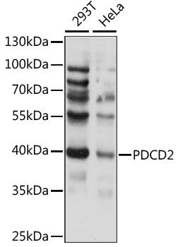 PDCD2 antibody