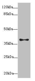 PDCD2L Antibody