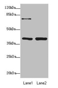 PDCD2L Antibody