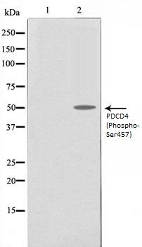PDCD4 (Phospho-Ser457) antibody
