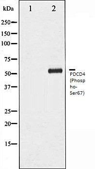 PDCD4 (Phospho-Ser67) antibody