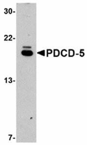 PDCD5 Antibody