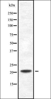 PDCD6 antibody