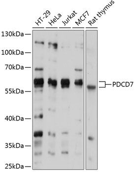 PDCD7 antibody