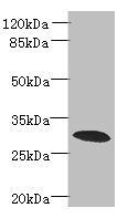 PDCL2 Antibody