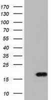 PDE10A Antibody