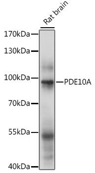 PDE10A antibody