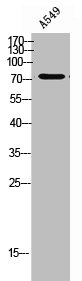 PDE10A antibody