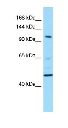 PDE11A antibody