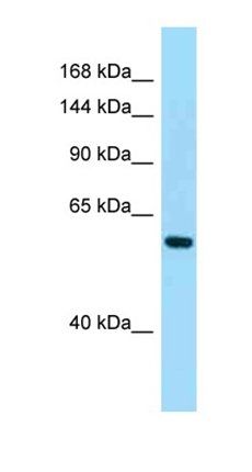 PDE11A antibody