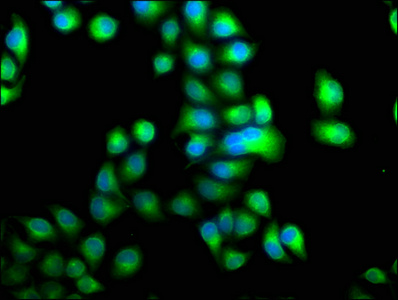 PDE1A antibody