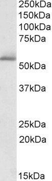 Goat anti-PDE1A Antibody
