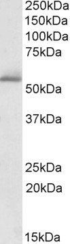 PDE1A antibody