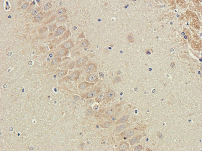 PDE1C antibody