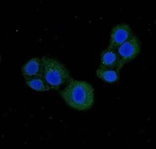 PDE1C antibody