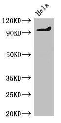 PDE2A antibody