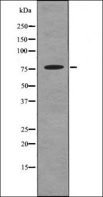 PDE3A (Phospho-Ser312) antibody