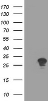 PDE4 (PDE4B) antibody