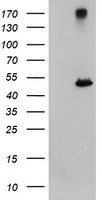 PDE4 (PDE4B) antibody