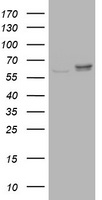 PDE4 (PDE4B) antibody