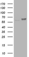 PDE4 Antibody