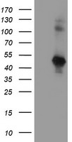 PDE4 (PDE4B) antibody