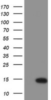 PDE4 (PDE4B) antibody