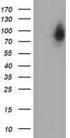 PDE4 (PDE4B) antibody