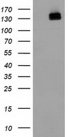 PDE4A Antibody