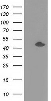 PDE4A antibody