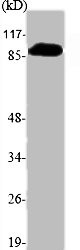 PDE4B/PDE4C/PDE4D Antibody