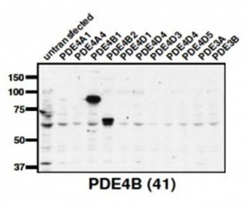PDE4B antibody