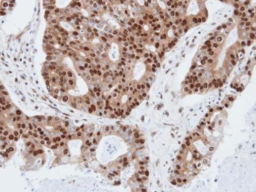 PDE4C Rabbit Polyclonal Antibody