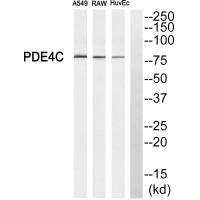PDE4C antibody